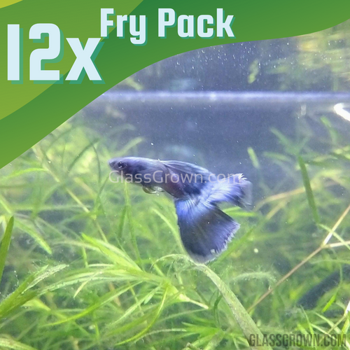 Blue Moscow Guppy 12 Fry Pack-Live Animals-Glass Grown-Glass Grown Aquatics-Aquarium live fish plants, decor