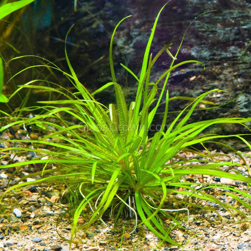 Bunch Blyxa Japonica-Aquatic Plants-Glass Grown Aquatics-Glass Grown Aquatics-Aquarium live fish plants, decor