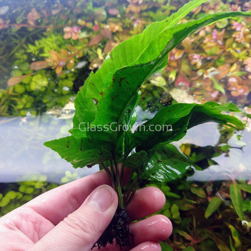 Potted Broadleaf Bolbitis-Aquatic Plants-Glass Grown-Glass Grown Aquatics-Aquarium live fish plants, decor