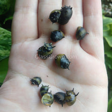 Load image into Gallery viewer, 1 CENT SAMPLE Bumblebee Horned Nerite Snail-Live Animals-Glass Grown-Glass Grown Aquatics-Aquarium live fish plants, decor
