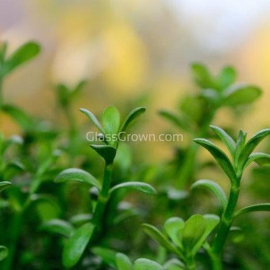 Potted Moneywort-Aquatic Plants-Glass Grown-Glass Grown Aquatics-Aquarium live fish plants, decor