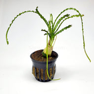 Potted Crinum Calamistratum-Aquatic Plants-Glass Grown-Glass Grown Aquatics-Aquarium live fish plants, decor