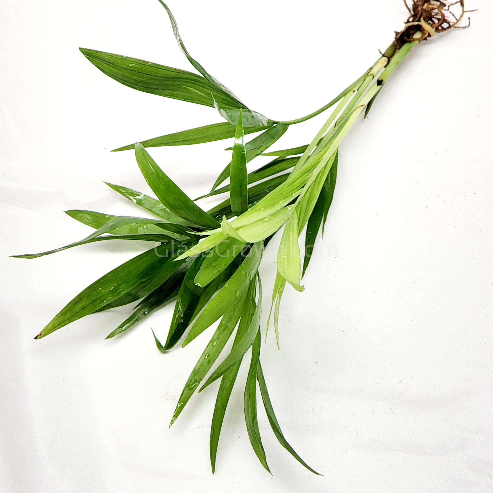 bella palm aquarium plant Bella Palm – Glass Grown Aquatics