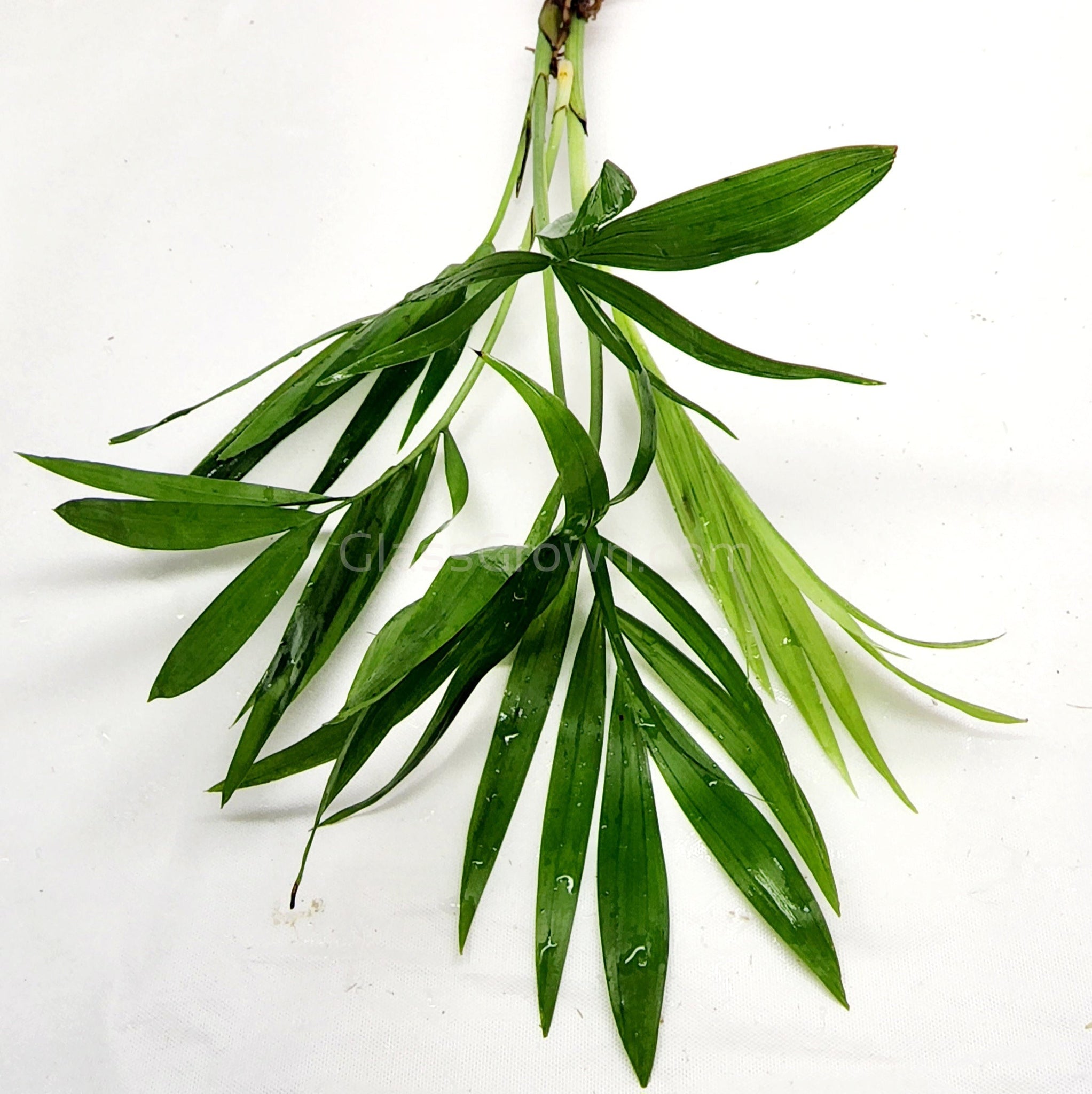 bella palm aquarium plant Bella Palm – Glass Grown Aquatics