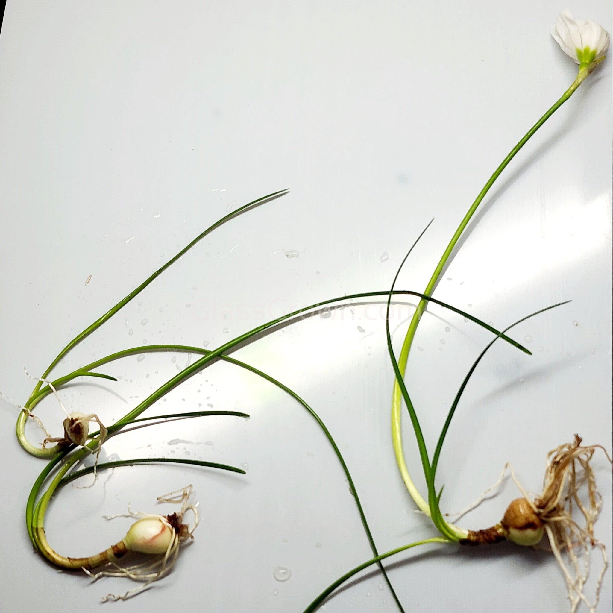 Dwarf Water Onion Bulb (3 pack) – Glass Grown Aquatics