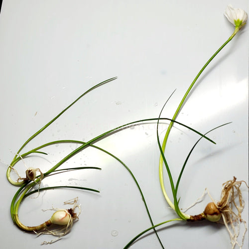 Dwarf Water Onion Bulb (3 pack)-Aquatic Plants-Glass Grown-Glass Grown Aquatics-Aquarium live fish plants, decor