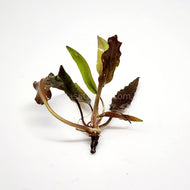 Cryptocoryne Undulata-Aquatic Plants-Glass Grown-Glass Grown Aquatics-Aquarium live fish plants, decor