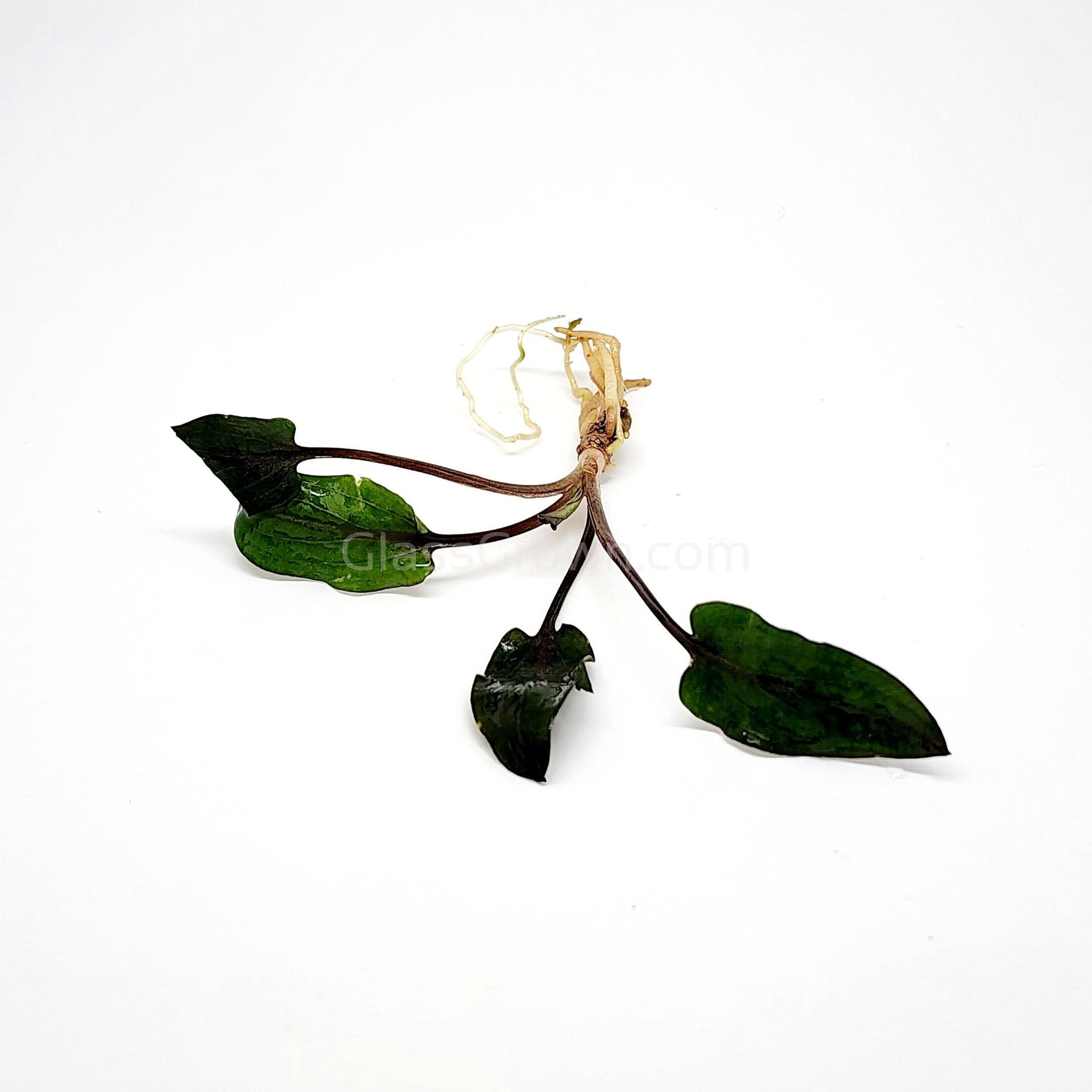 Cryptocoryne Wendtii - Low Light Aquarium Plant | Multiple Colors