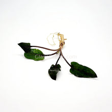 Load image into Gallery viewer, 1 CENT SAMPLE Cryptocoryne Wendtii &quot;Red&quot;-Aquatic Plants-Glass Grown-Glass Grown Aquatics-Aquarium live fish plants, decor
