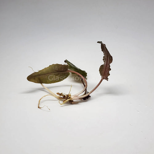 1 CENT SAMPLE Cryptocoryne Wendtii 