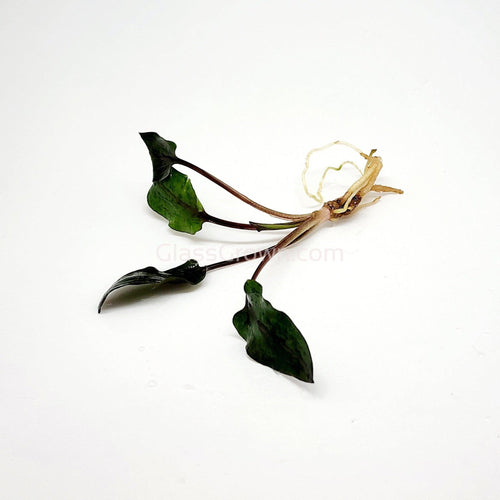 1 CENT SAMPLE Cryptocoryne Wendtii 