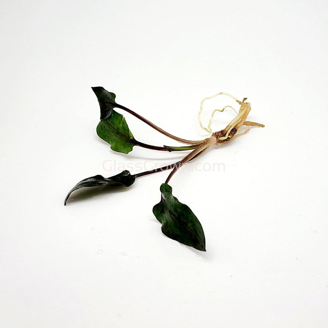 1 CENT SAMPLE Cryptocoryne Wendtii 