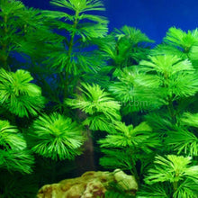 Load image into Gallery viewer, Mystery Bunch plant-Aquatic Plants-Glass Grown Aquatics-Single-Glass Grown Aquatics-Aquarium live fish plants, decor
