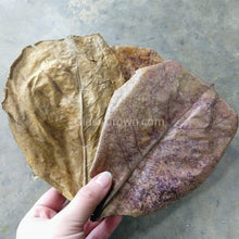 Load image into Gallery viewer, 1 CENT SAMPLE Botanical Dried Grab Bag-Aquarium Decor-Glass Grown Aquatics-Glass Grown Aquatics-Aquarium live fish plants, decor
