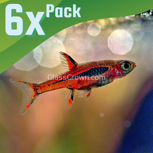 Micro-Rasboras – Glass Grown Aquatics