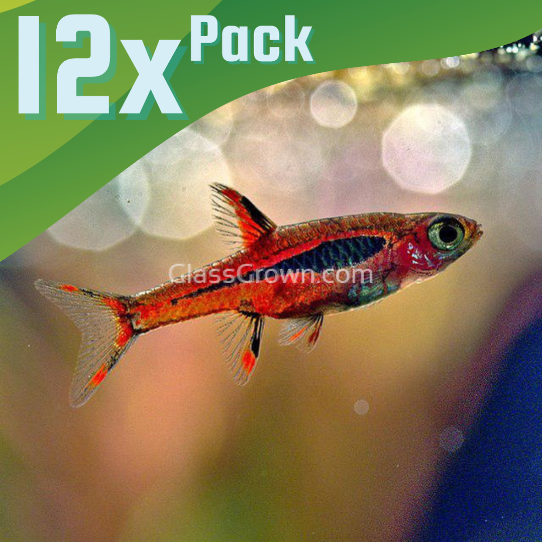 Chili Rasboras 6 Pack – Glass Grown Aquatics