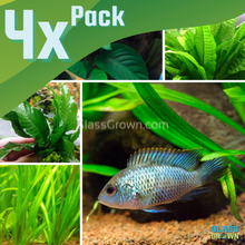 Load image into Gallery viewer, Cichlid-Safe Aquarium Plant Bundle (4 Live Plants) Hardy Freshwater Plants-Aquatic Plants-Glass Grown Aquatics-Glass Grown Aquatics-Aquarium live fish plants, decor
