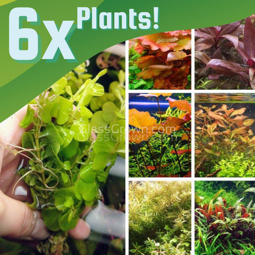 The Color Plant Combo Pack (6 Plants)-Aquatic Plants-Glass Grown-No Thanks!-Standard Color Pack-Glass Grown Aquatics-Aquarium live fish plants, decor