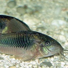 Load image into Gallery viewer, Bronze Aeneus Corydoras 3 Pack-Live Animals-Glass Grown Aquatics-School of 6-Glass Grown Aquatics-Aquarium live fish plants, decor
