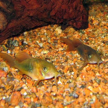 Bronze Aeneus Corydoras 3 Pack-Live Animals-Glass Grown Aquatics-School of 6-Glass Grown Aquatics-Aquarium live fish plants, decor