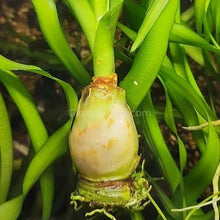 Load image into Gallery viewer, Crinum Thaianum (Thai Onion or Water Onion)-Aquatic Plants-Glass Grown Aquatics-Glass Grown Aquatics-Aquarium live fish plants, decor

