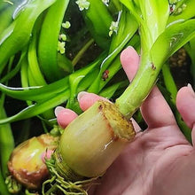 Load image into Gallery viewer, Crinum Thaianum (Thai Onion or Water Onion)-Aquatic Plants-Glass Grown Aquatics-Glass Grown Aquatics-Aquarium live fish plants, decor
