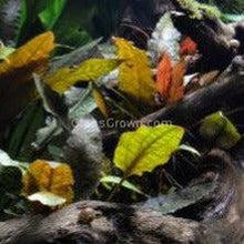 Load image into Gallery viewer, 1 CENT SAMPLE Cryptocoryne Wendtii &quot;Red&quot;-Aquatic Plants-Glass Grown-Glass Grown Aquatics-Aquarium live fish plants, decor
