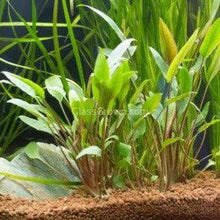 Load image into Gallery viewer, 1 CENT SAMPLE Cryptocoryne Wendtii &quot;Red&quot;-Aquatic Plants-Glass Grown-Glass Grown Aquatics-Aquarium live fish plants, decor
