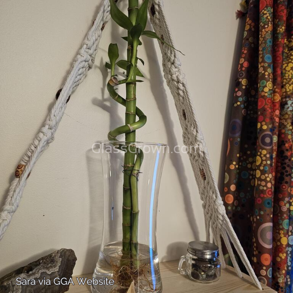 Curly Bamboo Plant – Glass Grown Aquatics