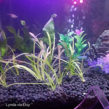 Load image into Gallery viewer, Dwarf Sagittaria Subulata 10x Plants-Aquatic Plants-Glass Grown-10x Plants-Glass Grown Aquatics-Aquarium live fish plants, decor
