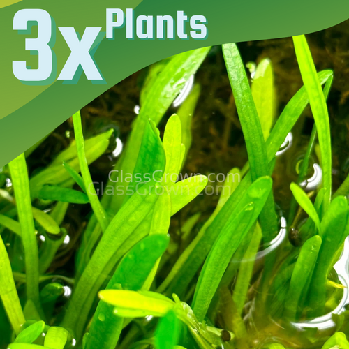 1 CENT SAMPLE Dwarf Sagittaria Subulata 3x Plants-Aquatic Plants-Glass Grown-Glass Grown Aquatics-Aquarium live fish plants, decor