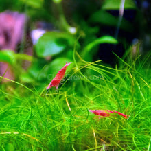 Load image into Gallery viewer, Dwarf Hairgrass Clump-Aquatic Plants-Glass Grown Aquatics-Glass Grown Aquatics-Aquarium live fish plants, decor
