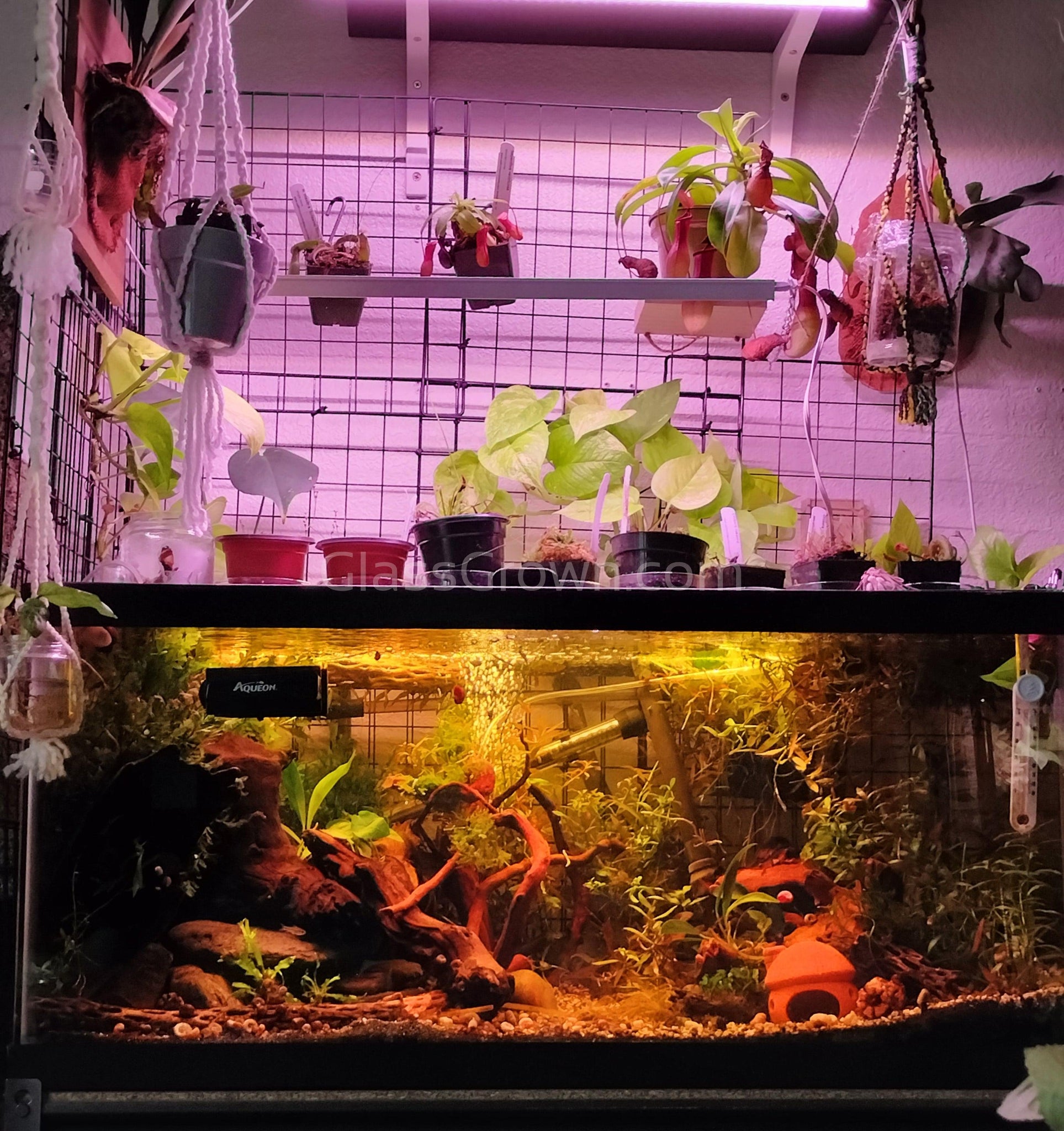 aquarium pothos plant Neon' Pothos Rooted Stems or Pots – Glass Grown Aquatics