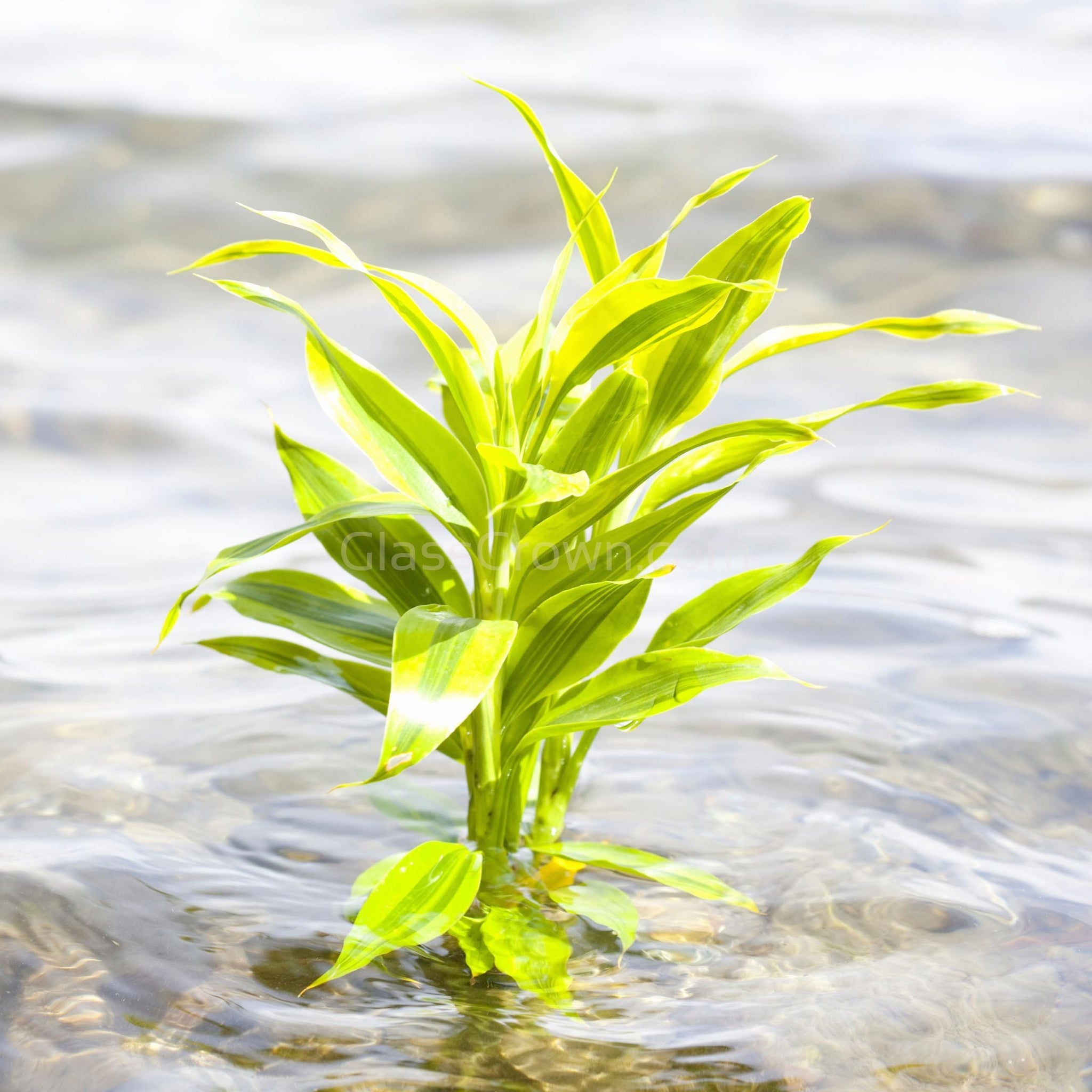 aquatic plants lucky bamboo Striped Lucky Bamboo – Glass Grown Aquatics