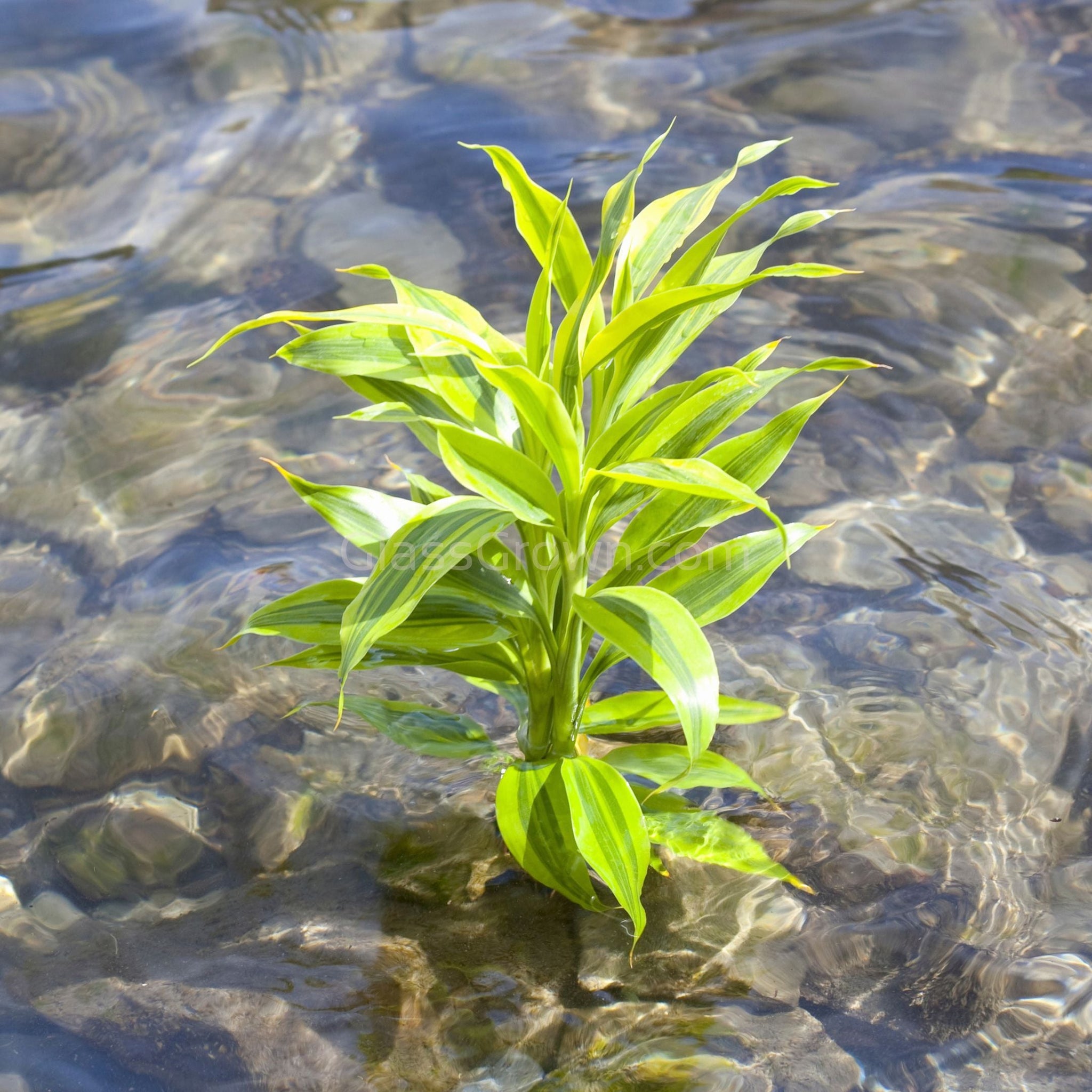 growing dracaena in water Striped Lucky Bamboo – Glass Grown Aquatics