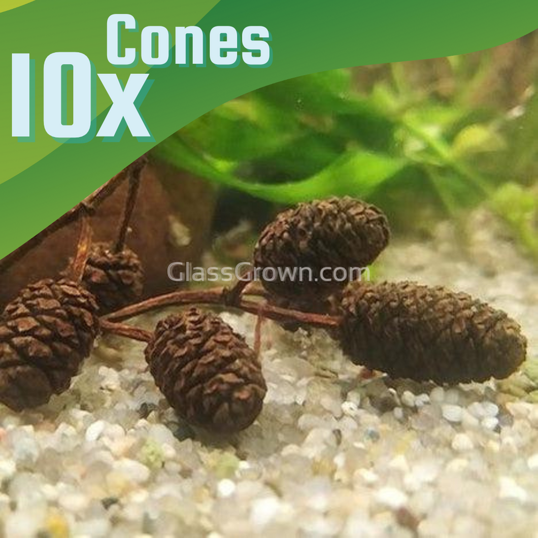 Organic Alder Cones-Aquarium Decor-Glass Grown Aquatics-Ten cones-Glass Grown Aquatics-Aquarium live fish plants, decor