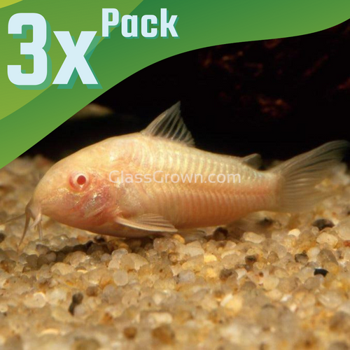 Albino Corydoras 3 Pack-Live Animals-Glass Grown-School of 3-Glass Grown Aquatics-Aquarium live fish plants, decor
