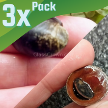 Load image into Gallery viewer, Red Lip Nerite Snail 3 Pack-Live Animals-Glass Grown-Pack of 3 Snails-Glass Grown Aquatics-Aquarium live fish plants, decor
