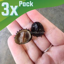 Load image into Gallery viewer, Sea Mine (King Koopa or Durian) Nerite Snail 3 Pack-Live Animals-Glass Grown-Pack of 3 Snails-Glass Grown Aquatics-Aquarium live fish plants, decor
