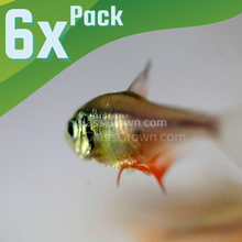 Load image into Gallery viewer, Von Rio &quot;Flame&quot; Tetras 6 Pack-Live Animals-Glass Grown-School of 6-Glass Grown Aquatics-Aquarium live fish plants, decor
