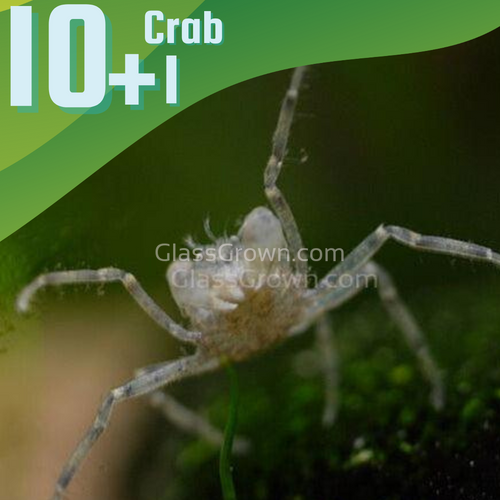 Thai Micro Crabs 10+1-Live Animals-Glass Grown Aquatics-Ten + 1-Glass Grown Aquatics-Aquarium live fish plants, decor