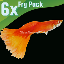 Load image into Gallery viewer, Red Moscow Guppy 6 Fry Pack-Live Animals-Glass Grown-School of 6-Glass Grown Aquatics-Aquarium live fish plants, decor
