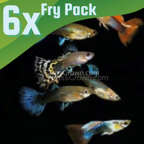 Fancy Mixed Guppy Fraternity 6 Pack-Live Animals-Glass Grown-School of 6-Glass Grown Aquatics-Aquarium live fish plants, decor