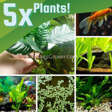 Load image into Gallery viewer, Goldfish Plant Bundle (5 plants)-Aquatic Plants-Glass Grown-Single Pack (5 Plants)-Both Please!-Glass Grown Aquatics-Aquarium live fish plants, decor
