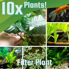 Load image into Gallery viewer, Goldfish Plant Bundle (5 plants)-Aquatic Plants-Glass Grown-Double Pack (10 Plants)-Filter Plant Only.-Glass Grown Aquatics-Aquarium live fish plants, decor
