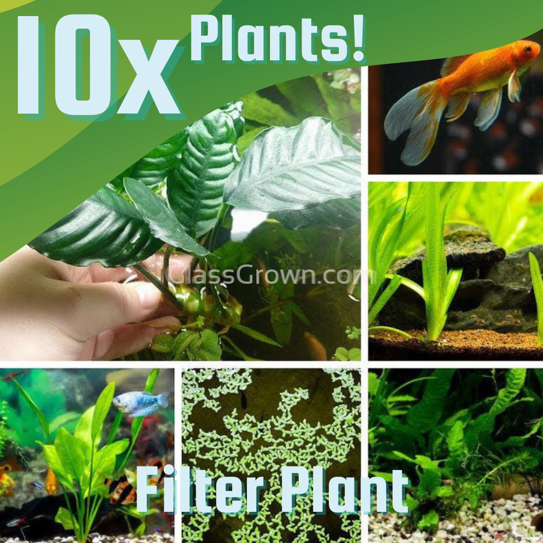 Goldfish Plant Bundle – Hardy Live Plants