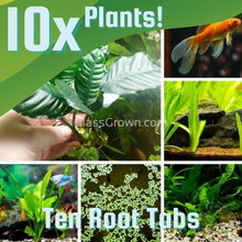 Load image into Gallery viewer, Goldfish Plant Bundle (5 plants)-Aquatic Plants-Glass Grown-Double Pack (10 Plants)-Root Tabs Only.-Glass Grown Aquatics-Aquarium live fish plants, decor
