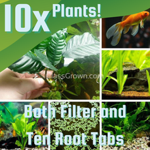 Load image into Gallery viewer, Goldfish Plant Bundle (5 plants)-Aquatic Plants-Glass Grown-Double Pack (10 Plants)-Both Please!-Glass Grown Aquatics-Aquarium live fish plants, decor
