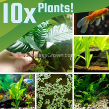 Load image into Gallery viewer, Goldfish Plant Bundle (5 plants)-Aquatic Plants-Glass Grown-Double Pack (10 Plants)-No Thanks!-Glass Grown Aquatics-Aquarium live fish plants, decor
