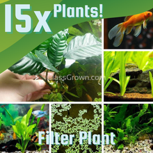 Load image into Gallery viewer, Goldfish Plant Bundle (5 plants)-Aquatic Plants-Glass Grown-Triple Pack (15 Plants)-Filter Plant Only.-Glass Grown Aquatics-Aquarium live fish plants, decor
